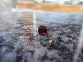 0.82ct PERFECT RED MONTANA GARNET