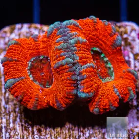 Micromussa lordhowensis sp. Red and Blue Striped Lord- WYSIWYG Frag LPS